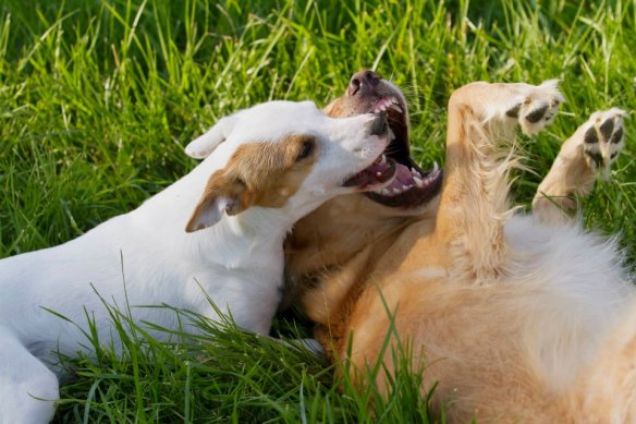 309533_10150395394020135_385484377_n