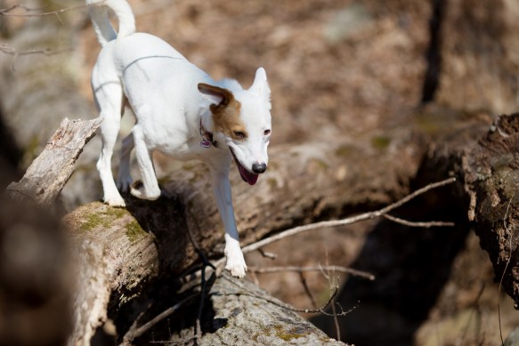 bl20130224_Walkabout_117