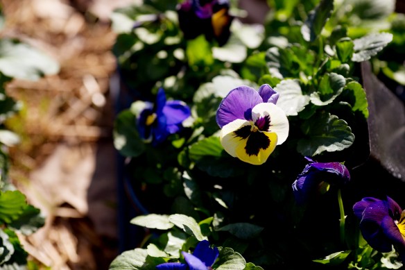 20130323_Planting Pansies_003