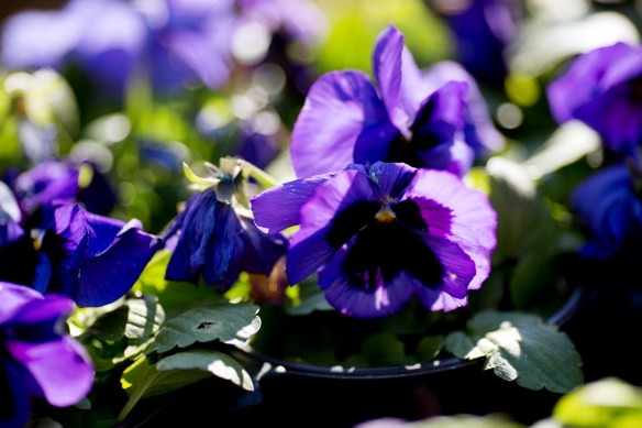 20130323_Planting Pansies_005