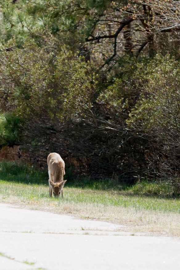 20130414_Rehoboth_097