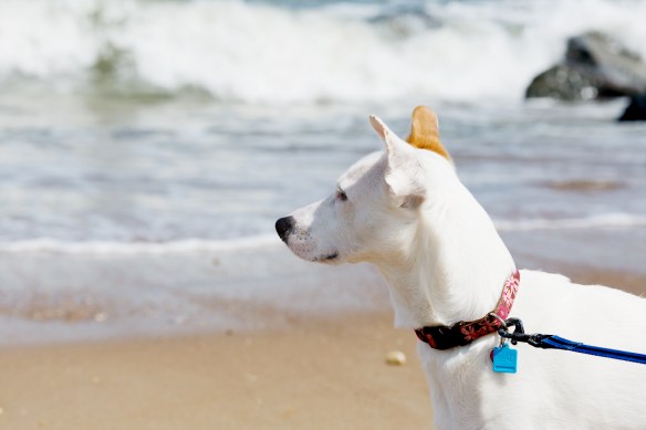 20130414_Rehoboth_117