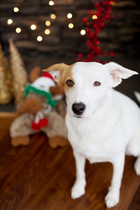 20131215_Sol Christmas Card_58