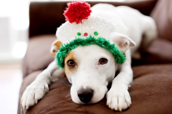 Holiday Torture Take Two